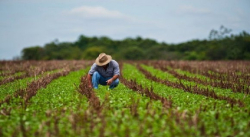 GOBIERNO NACIONAL CONTINÚA IMPULSANDO EL APARATO PRODUCTIVO AGRÍCOLA