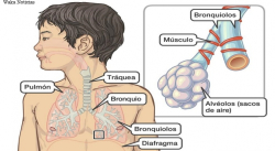 BRONQUIOLITIS: LO QUE USTED DEBE SABER SOBRE ESTA DEFICIENCIA RESPIRATORIA