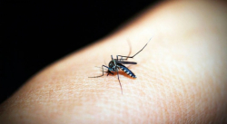 BROTE DE PALUDISMO Y DENGUE ASEDIA A LOS HABITANTES DE LA CAPITAL AMAZONENSE