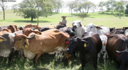 GANADEROS DEL ZULIA SE DECLARAN EN EMERGENCIA