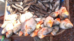 PESCADO AMANECIO ESTE LUNES VOLANDO ALTO